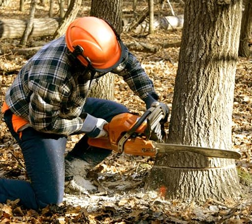 Tree Removal in Hampton, TN